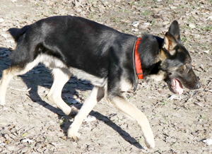 Galoca, freundlicher Junghund, ca. 10 Monate, ca. 60 cm, ca. 22 kg Bild 6