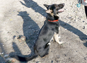 Galoca, freundlicher Junghund, ca. 10 Monate, ca. 60 cm, ca. 22 kg Bild 8