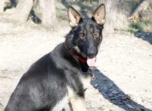 Galoca, freundlicher Junghund, ca. 10 Monate, ca. 60 cm, ca. 22 kg Bild 3