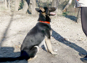 Galoca, freundlicher Junghund, ca. 10 Monate, ca. 60 cm, ca. 22 kg Bild 7