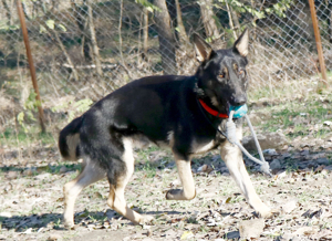 Galoca, freundlicher Junghund, ca. 10 Monate, ca. 60 cm, ca. 22 kg Bild 4
