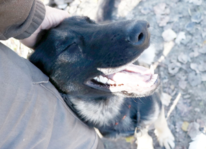 Galoca, freundlicher Junghund, ca. 10 Monate, ca. 60 cm, ca. 22 kg Bild 2
