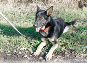 Galoca, freundlicher Junghund, ca. 10 Monate, ca. 60 cm, ca. 22 kg Bild 9