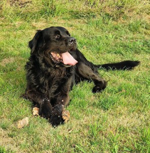 Neufundländer-Labrador Mischling *APOLLO* wartet auf Ihren Besuch.