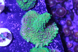 Korallenableger Bild 5