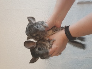 Chinchilla weibchen