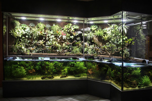 Aqua-Terrarium   Paludarium z. B. für Krokodilschwanzechsen Bild 10