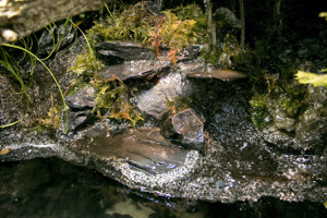 Aqua-Terrarium   Paludarium z. B. für Krokodilschwanzechsen Bild 9