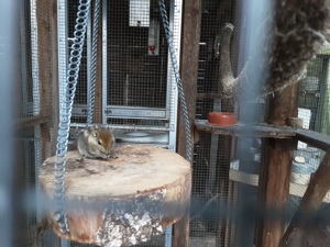 2 Baumstreifenhörnchen-Männchen  3 jährig Bild 4