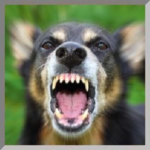 Mobile Hundeschule, Problemhunde, Hundephysiotherapie, Fotoshootings Bild 3