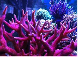 LPS neon Ultra Hydnophora Koralle meerwasser Aquarium Bild 10