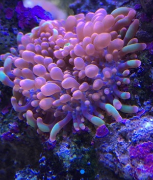 LPS neon Ultra Hydnophora Koralle meerwasser Aquarium Bild 2
