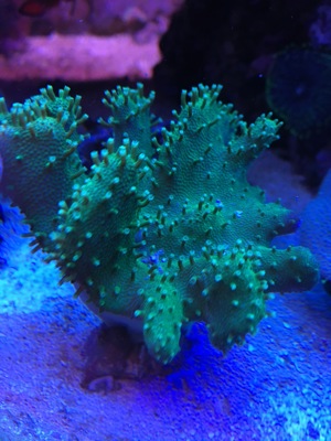 LPS neon Ultra Hydnophora Koralle meerwasser Aquarium Bild 3