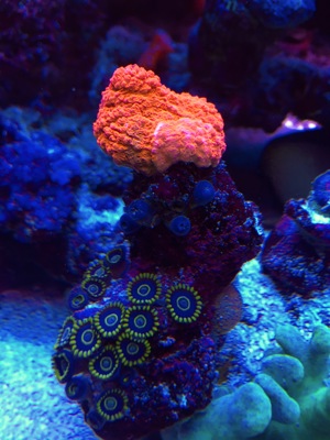 LPS neon Ultra Hydnophora Koralle meerwasser Aquarium Bild 7