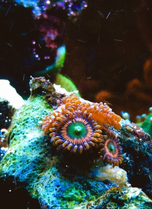LPS neon Ultra Hydnophora Koralle meerwasser Aquarium Bild 6