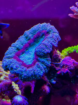 LPS neon Ultra Hydnophora Koralle meerwasser Aquarium Bild 5