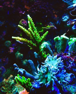 LPS neon Ultra Hydnophora Koralle meerwasser Aquarium Bild 8