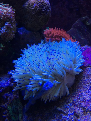 LPS neon Ultra Hydnophora Koralle meerwasser Aquarium Bild 9