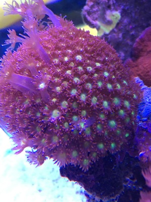 LPS neon Ultra Hydnophora Koralle meerwasser Aquarium Bild 4