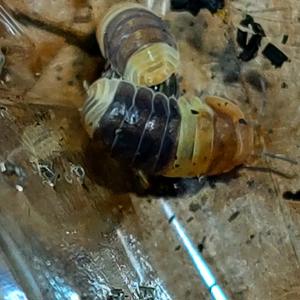 asseln isopods Merulanella cubaris  Bild 1