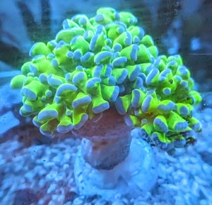 Korallenableger Ephyllia 