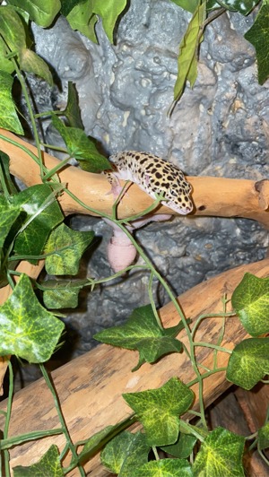 Leopardengeckos inkl. Terrarium & Zubehör Bild 1