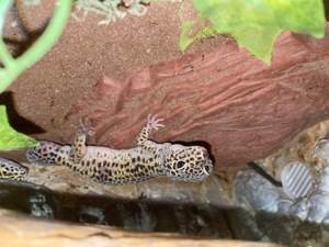 Leopardengeckos inkl. Terrarium & Zubehör Bild 2