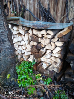 Brennholz , reine Buche zum sofort heizen Bild 1