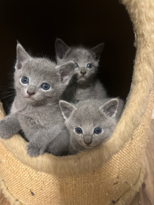 Russisch Blau Kitten  mit stammbaum Bild 1