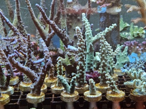 Korallen Ableger Meerwasser Aquarium  Bild 3