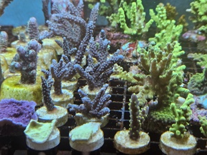 Korallen Ableger Meerwasser Aquarium  Bild 5