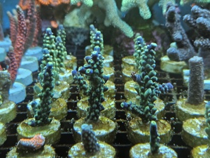 Korallen Ableger Meerwasser Aquarium  Bild 4