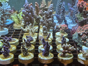 Korallen Ableger Meerwasser Aquarium  Bild 6