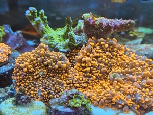 Korallen Ableger Meerwasser Aquarium  Bild 9