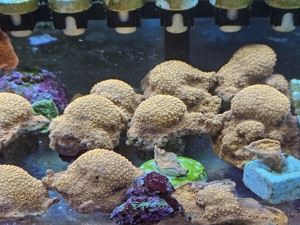 Korallen Ableger Meerwasser Aquarium  Bild 8