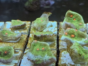 Korallen Ableger Meerwasser Aquarium  Bild 2