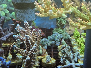 Korallen Ableger Meerwasser Aquarium  Bild 7