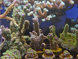 Korallen Ableger Meerwasser  Bild 8