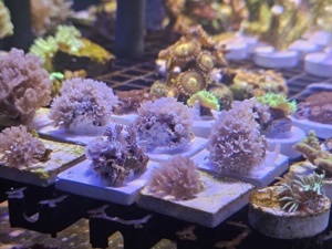 Korallen Ableger Meerwasser  Bild 10
