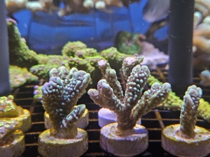 Korallen Ableger Meerwasser  Bild 5