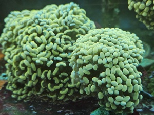 Korallen Ableger Meerwasser  Bild 9