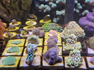 Korallen Ableger Meerwasser  Bild 7