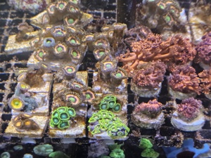 Korallen Ableger Meerwasser  Bild 2