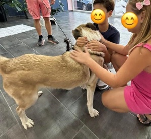 Pedro, geb. ca. 11 2022, lebt in GRIECHENLAND, auf einer privaten Pflegestelle Bild 7