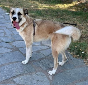 Pedro, geb. ca. 11 2022, lebt in GRIECHENLAND, auf einer privaten Pflegestelle Bild 2