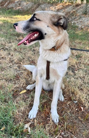 Pedro, geb. ca. 11 2022, lebt in GRIECHENLAND, auf einer privaten Pflegestelle Bild 8