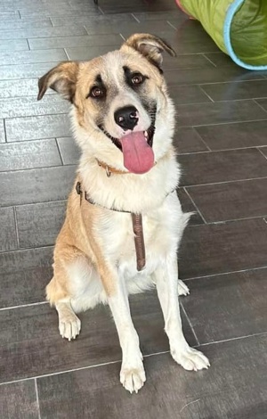 Pedro, geb. ca. 11 2022, lebt in GRIECHENLAND, auf einer privaten Pflegestelle Bild 6