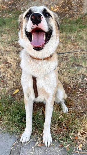 Pedro, geb. ca. 11 2022, lebt in GRIECHENLAND, auf einer privaten Pflegestelle Bild 4