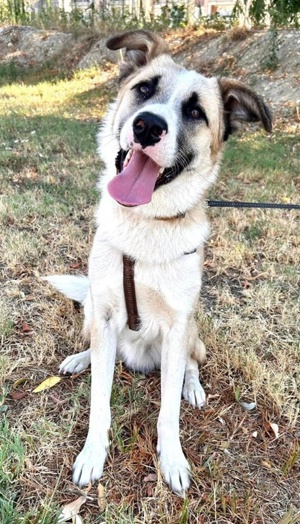 Pedro, geb. ca. 11 2022, lebt in GRIECHENLAND, auf einer privaten Pflegestelle Bild 3