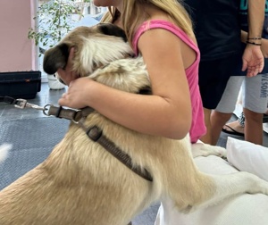 Pedro, geb. ca. 11 2022, lebt in GRIECHENLAND, auf einer privaten Pflegestelle Bild 5